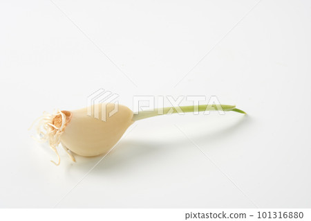 Germinated garlic white background 101316880