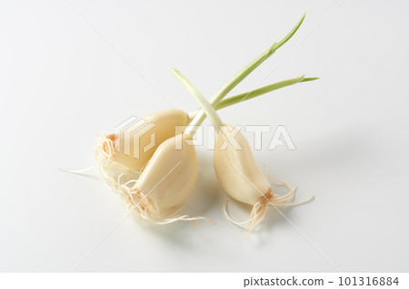 Germinated garlic white background 101316884
