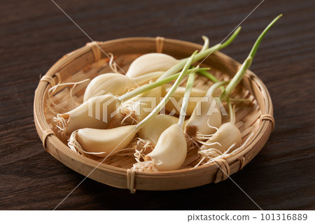 發芽的大蒜白色背景 101316889