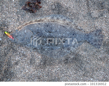 用漂浮的小魚捕獲的比目魚 101316912