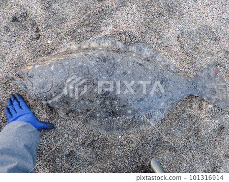 Floor cushion flounder Floor cushion flounder 101316914