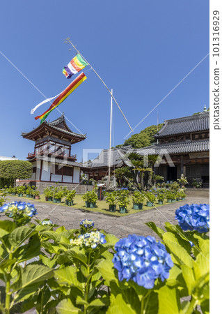 Hydrangea blooming in the precincts of Higashi-Myozan Kofuku-ji Temple [Nagasaki City, Nagasaki Prefecture] 101316929