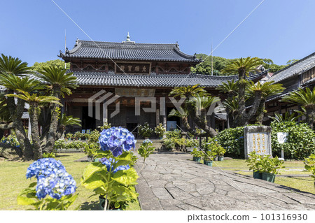Hydrangea blooming in the precincts of Higashi-Myozan Kofuku-ji Temple [Nagasaki City, Nagasaki Prefecture] 101316930