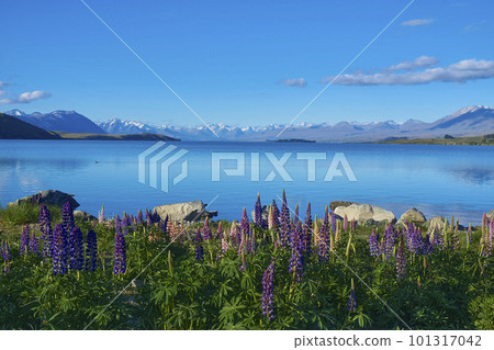 Lupines growing in colonies on the shores of Lake Tekapo Lupines growing in colonies on the shores of Lake Tekapo 101317042