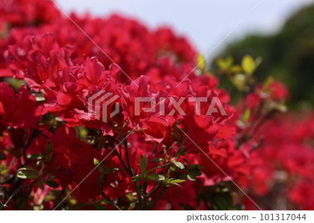 Keage Purification Plant Kirishima Azalea Keage Purification Plant Kirishima Azalea 101317044
