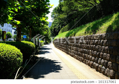 Sidewalk on Aoyama Street (along the Akasaka Imperial Grounds) 101317061