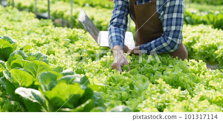 Closeup image of people to grow a small tree in the organic farm. Asian business owner working at organic farm and quality check. 101317114