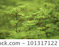 紅楓種子Harumomiji 101317122