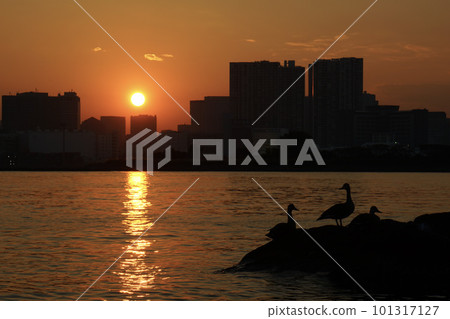 waterfowl resting in the sunset waterfowl resting in the sunset 101317127