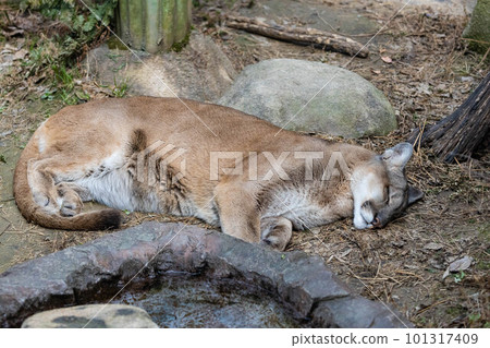 EOSR6.Hiroshima Fukuyama, puma sleeping soundly. EOSR6.Hiroshima Fukuyama, puma sleeping soundly. 101317409