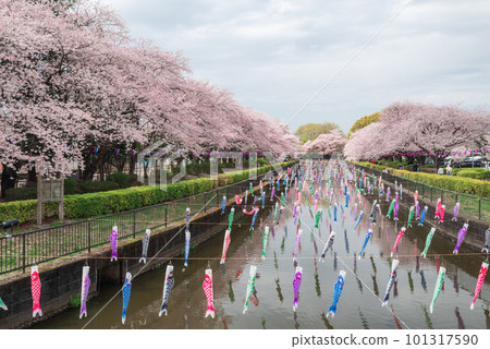 鶴田川沿岸的櫻花和鯉魚旗[群馬縣館林市] 101317590