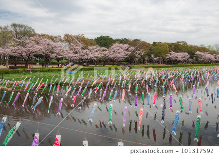 鶴田川沿岸的櫻花和鯉魚旗[群馬縣館林市] 101317592