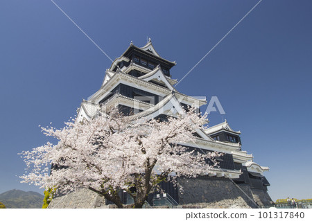 Kumamoto castle tower with cherry blossoms Kumamoto castle tower with cherry blossoms 101317840
