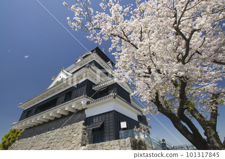 櫻花盛開的熊本天守閣 櫻花盛開的熊本天守閣 101317845