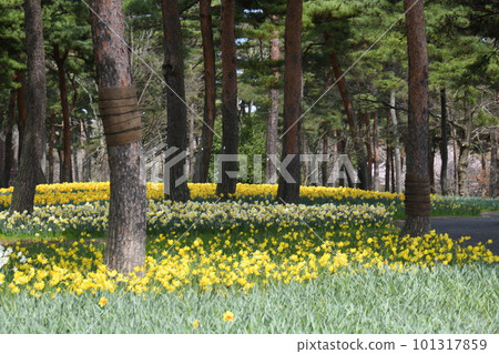 水仙 水仙 101317859