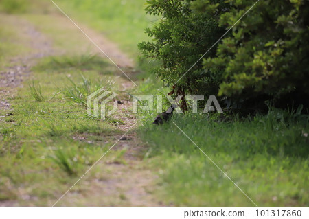 Starlings looking for food Starlings looking for food 101317860