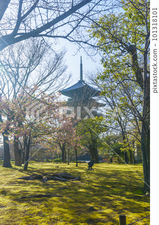 Toji Temple: Kawazu cherry blossoms in full bloom and a five-storied pagoda (Minami Ward, Kyoto City, Kyoto Prefecture) 101318101