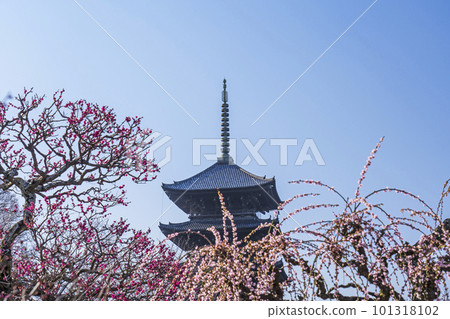 Toji Temple Five-storied pagoda seen through plum blossoms (Minami Ward, Kyoto City, Kyoto Prefecture) 101318102