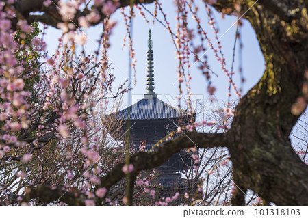 Toji Temple Five-storied pagoda seen through plum blossoms (Minami Ward, Kyoto City, Kyoto Prefecture) Toji Temple Five-storied pagoda seen through plum blossoms (Minami Ward, Kyoto City, Kyoto Prefecture) 101318103