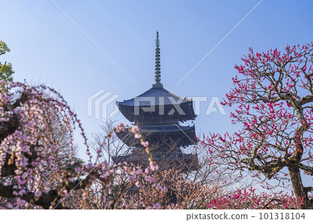 Toji Temple Five-storied pagoda seen through plum blossoms (Minami Ward, Kyoto City, Kyoto Prefecture) Toji Temple Five-storied pagoda seen through plum blossoms (Minami Ward, Kyoto City, Kyoto Prefecture) 101318104