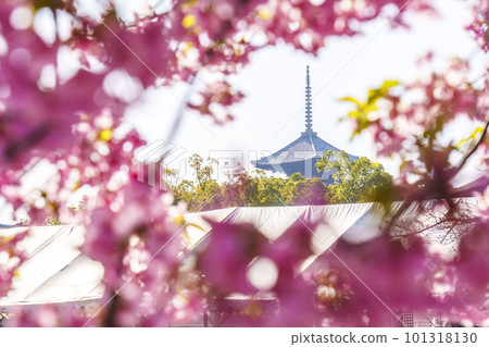 透過河津櫻花看到的東寺和五層寶塔 101318130