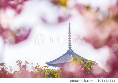 Toji and five-storied pagoda seen through Kawazu cherry blossoms Toji and five-storied pagoda seen through Kawazu cherry blossoms 101318133