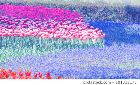 Tulip and grape Muscari flower field 101318175