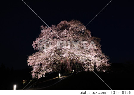 醍醐櫻72 101318196