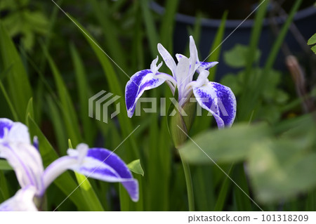 Paper crane (kakitsubata) 101318209