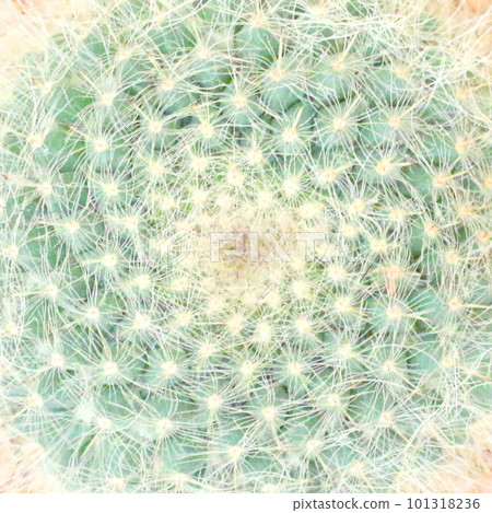 Close-up of cactus Close-up of cactus 101318236