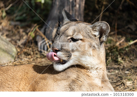 EOSR6.Hiroshima Fukuyama, Namename Puma. EOSR6.Hiroshima Fukuyama, Namename Puma. 101318300