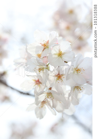 櫻花5530 櫻花5530 101318388
