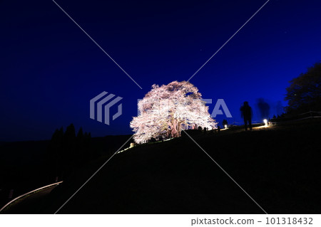 醍醐櫻66 101318432