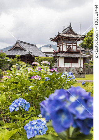 東妙山興福寺院內盛開的繡球花【長崎縣長崎市】 東妙山興福寺院內盛開的繡球花【長崎縣長崎市】 101318444