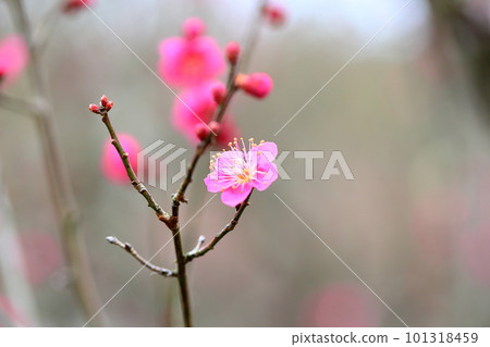 Plum blossom Chidori Plum blossom Chidori 101318459
