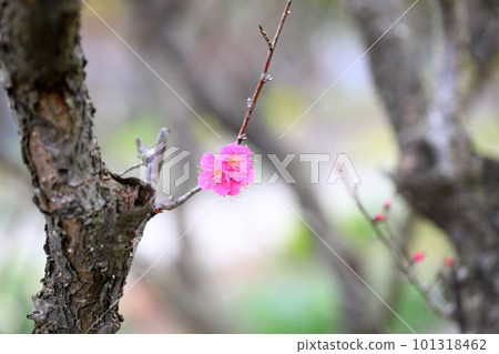 梅花千鳥 101318462