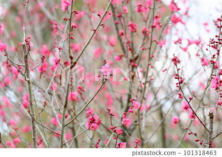 梅花千鳥 101318463