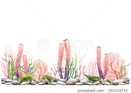 Banner, border with sea plants, pebbles and corals. Watercolor illustration isolated on white for clip art, package Banner, border with sea plants, pebbles and corals. Watercolor illustration isolated on white for clip art, package 101318741