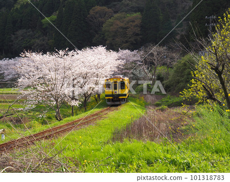 Isumi Railway train running through cherry blossoms Isumi Railway train running through cherry blossoms 101318783