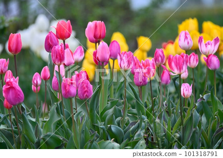 Tulip field in full bloom Tulip field in full bloom 101318791
