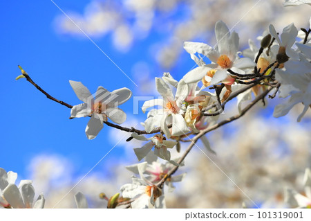 藍天盛開小節 101319001