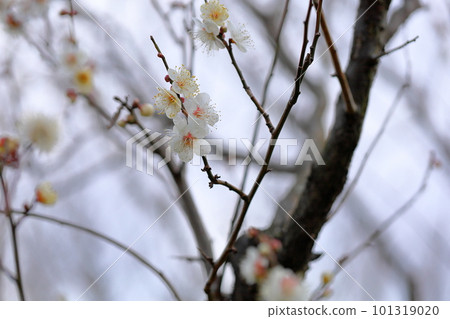 梅花蝴蝶 101319020