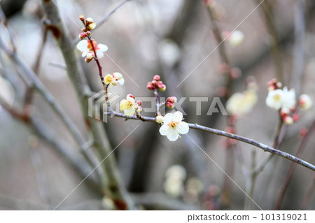 梅花蝴蝶 梅花蝴蝶 101319021