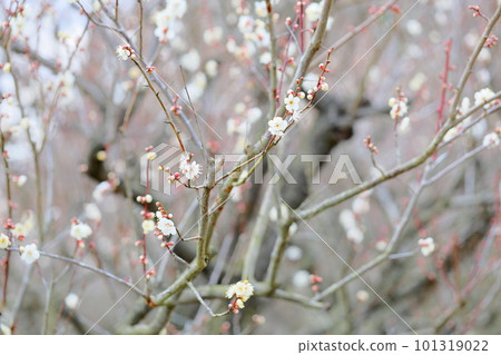 梅花蝴蝶 梅花蝴蝶 101319022