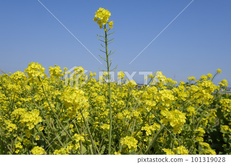 春天的大白菜花 101319028