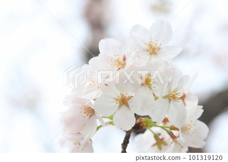 櫻花5369 101319120