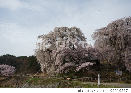 Takato's weeping cherry blossoms in full bloom Takato's weeping cherry blossoms in full bloom 101319217