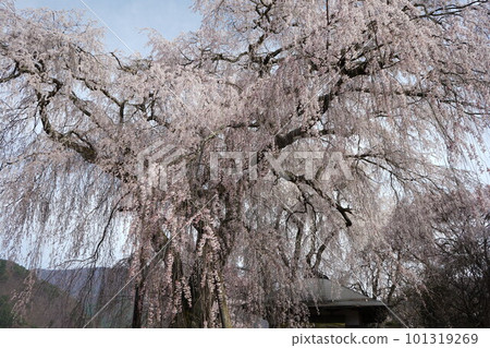 Takato's weeping cherry blossoms in full bloom 101319269