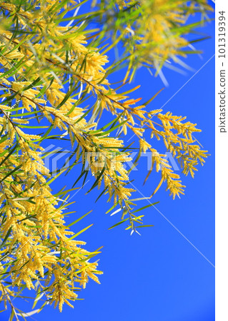 多花金合歡 (Acacia floribunda) 或多花金合歡 (柳葉金合歡) 101319394