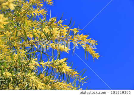 多花金合歡 (Acacia floribunda) 或多花金合歡 (柳葉金合歡) 101319395